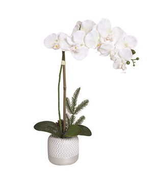 Winter Orchid 52cm Grey White Pot